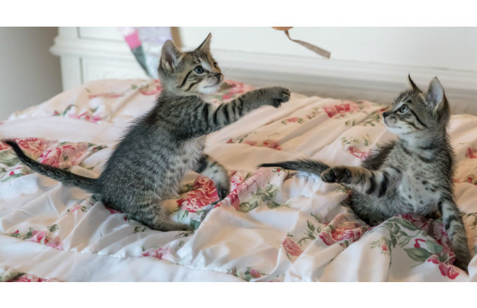 Matematikusokról mindenkinek 2 kittens cats fokep elore