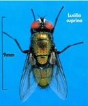 lucilegy
